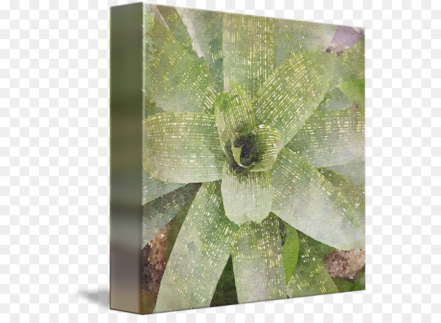 Feuille，Fleur PNG