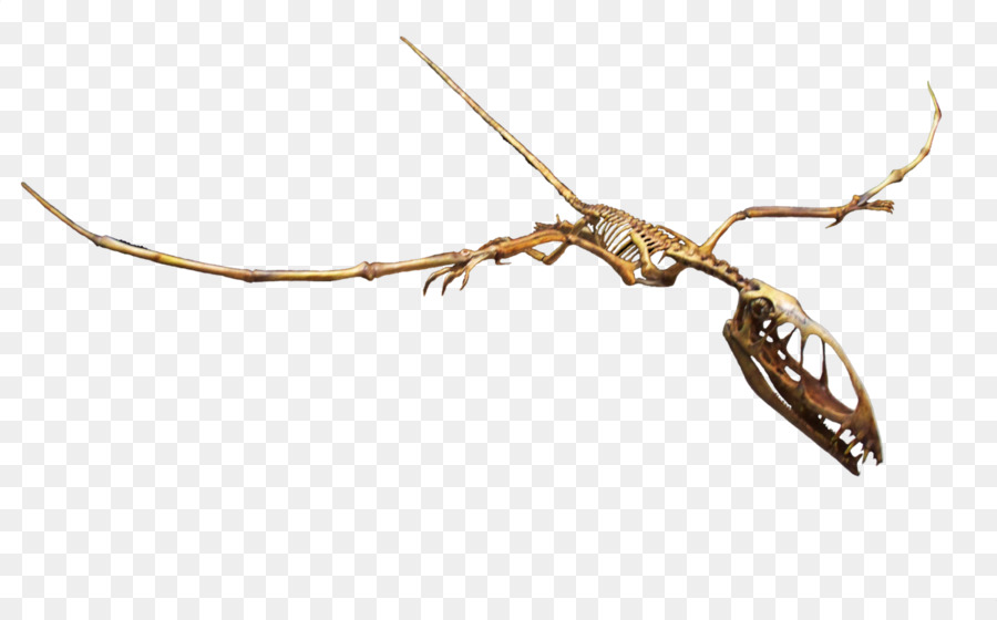 Dimorphodon，Rocky Mountain Dinosaure Centre De Ressources PNG