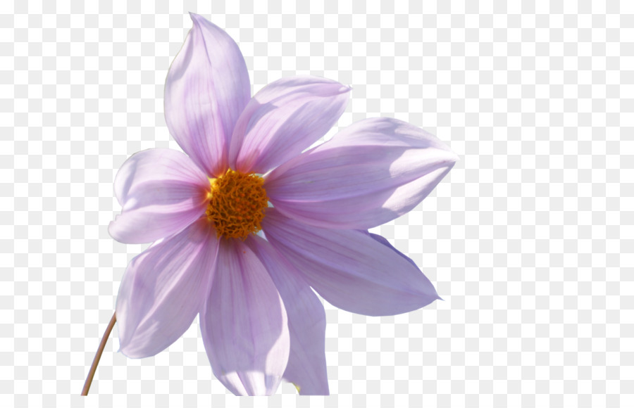 Fleur Rose，Fleur PNG