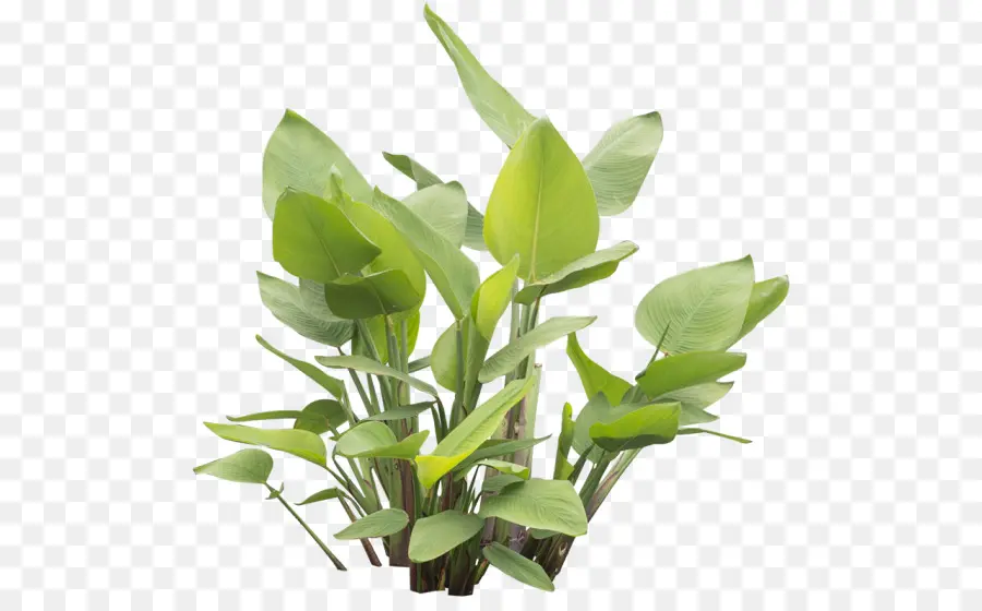 Plante Verte，Feuilles PNG