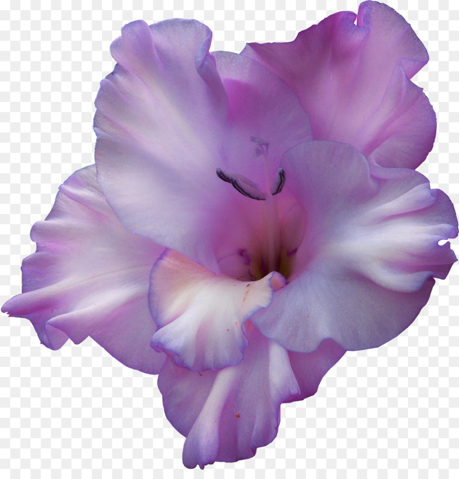 Fleur Violette，Fleurir PNG