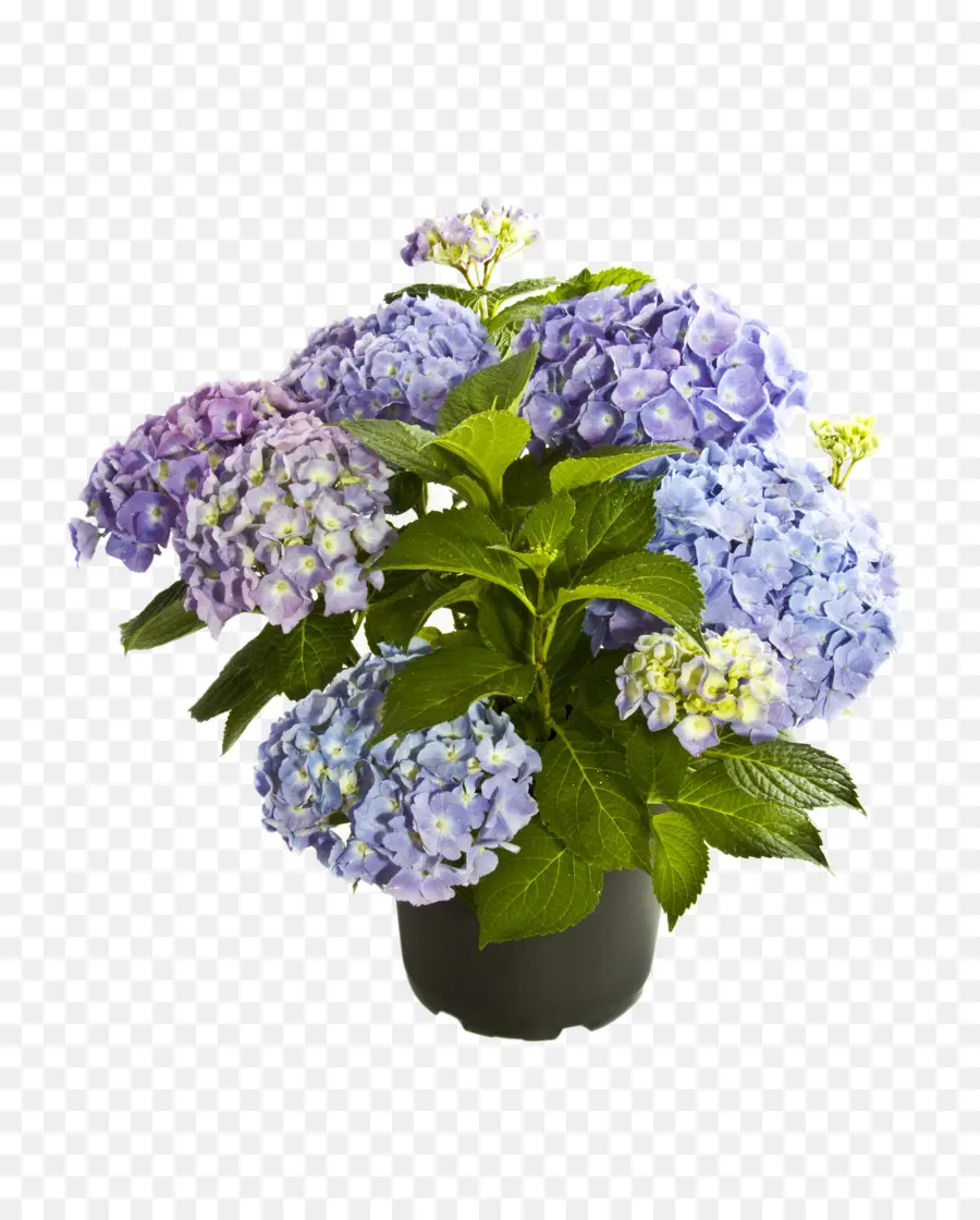 Hortensia，Violet PNG