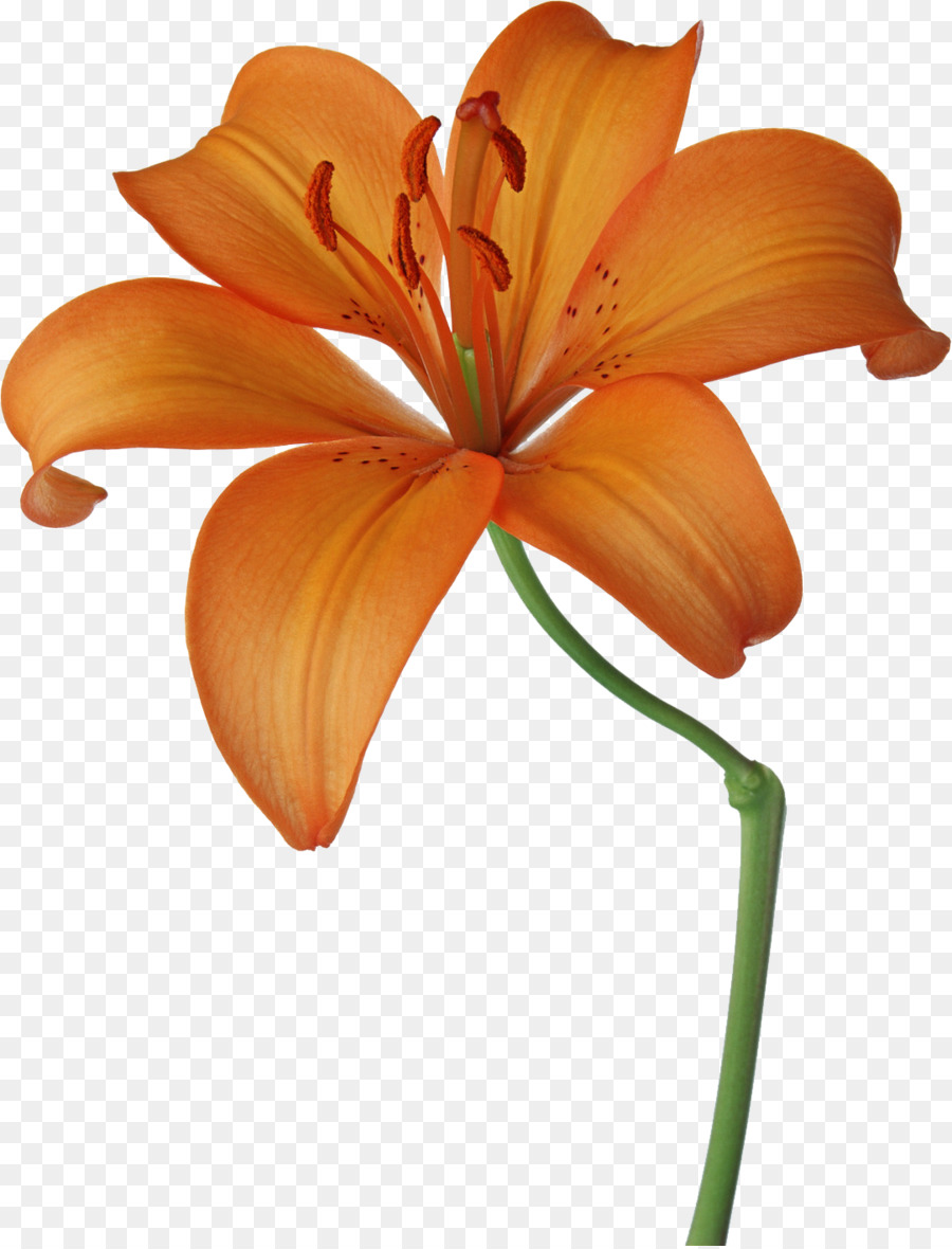 Orchidée，Usine PNG