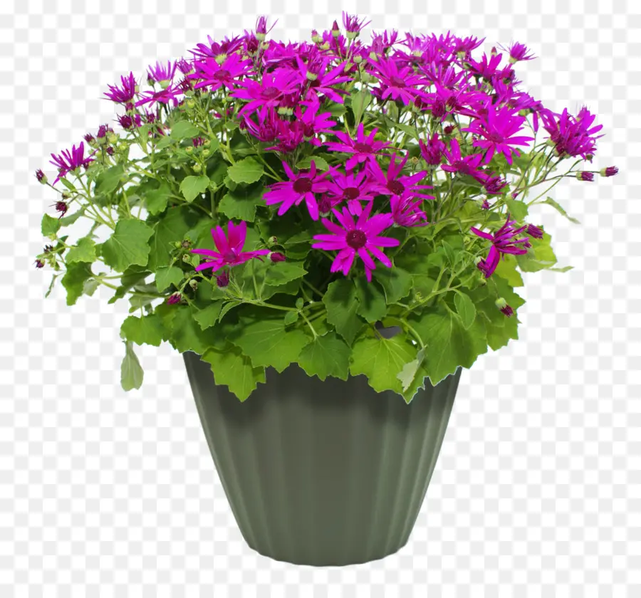 Fleurs Violettes，Plante En Pot PNG