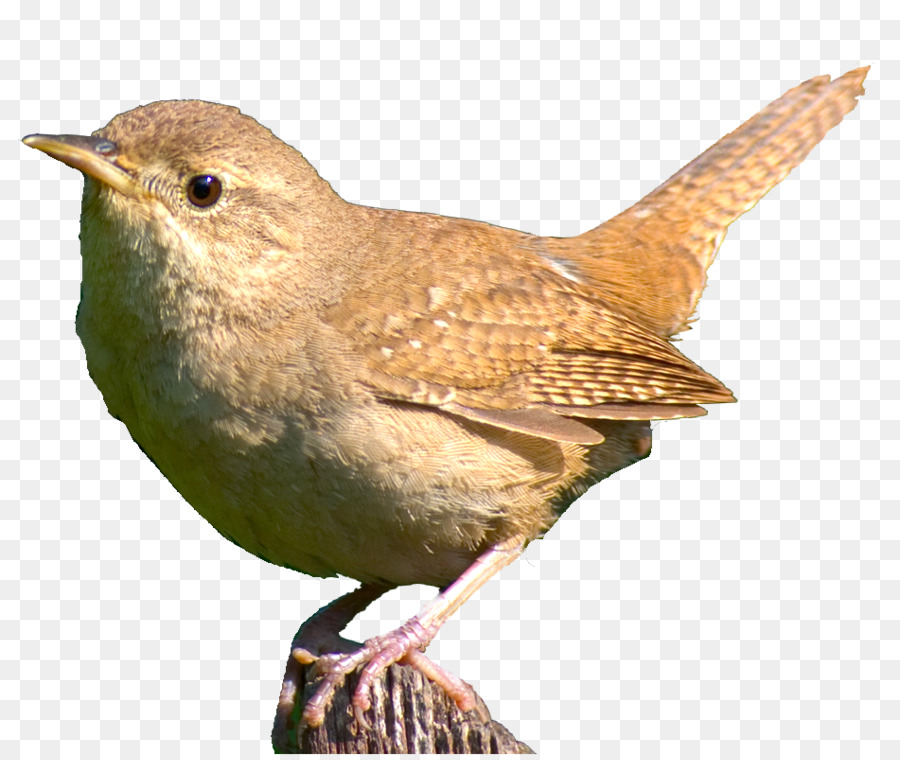 Oiseau，Plumes PNG