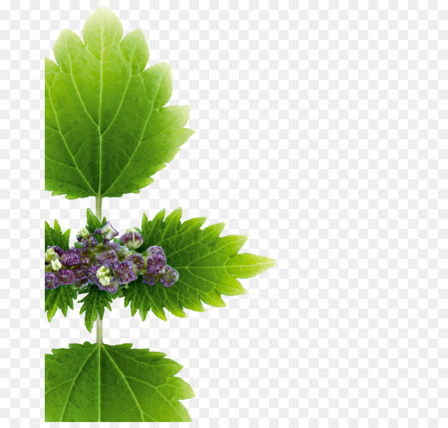 Feuille Verte，Usine PNG