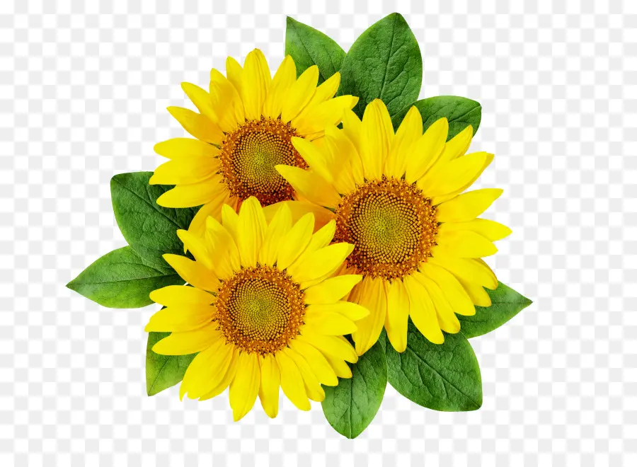 Tournesols，Jaune PNG