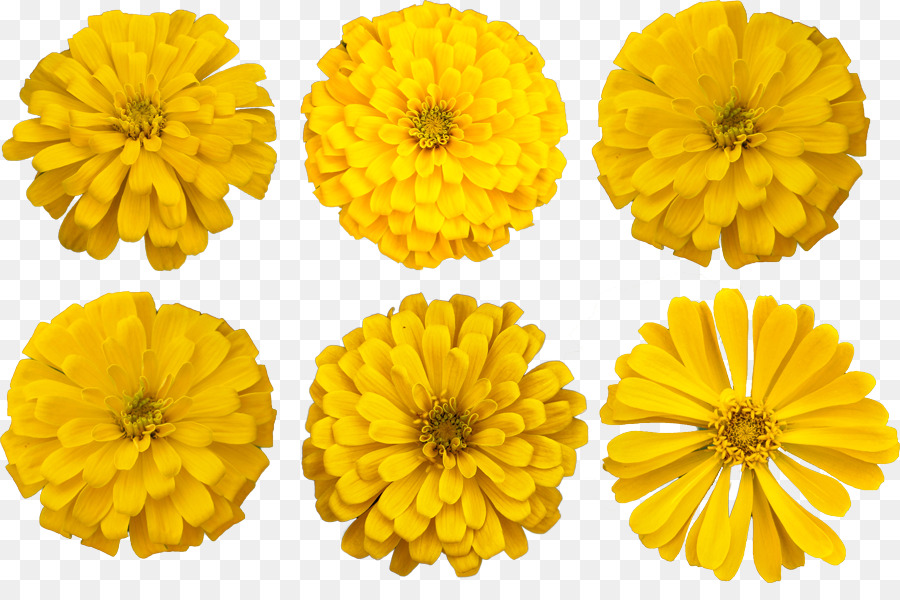 Fleurs Jaunes，Fleurir PNG