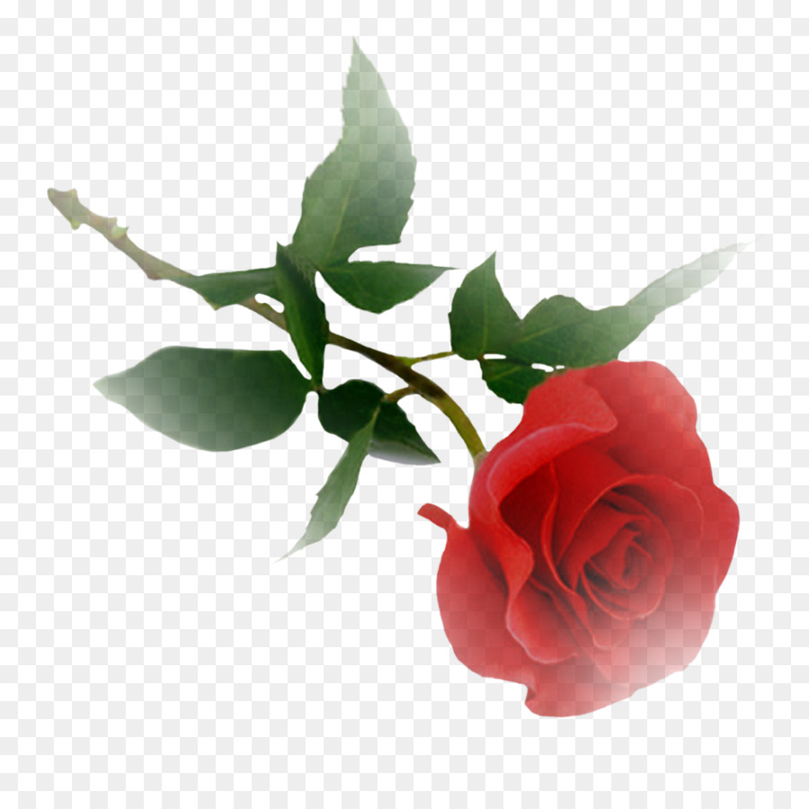 Roses，Floraison PNG