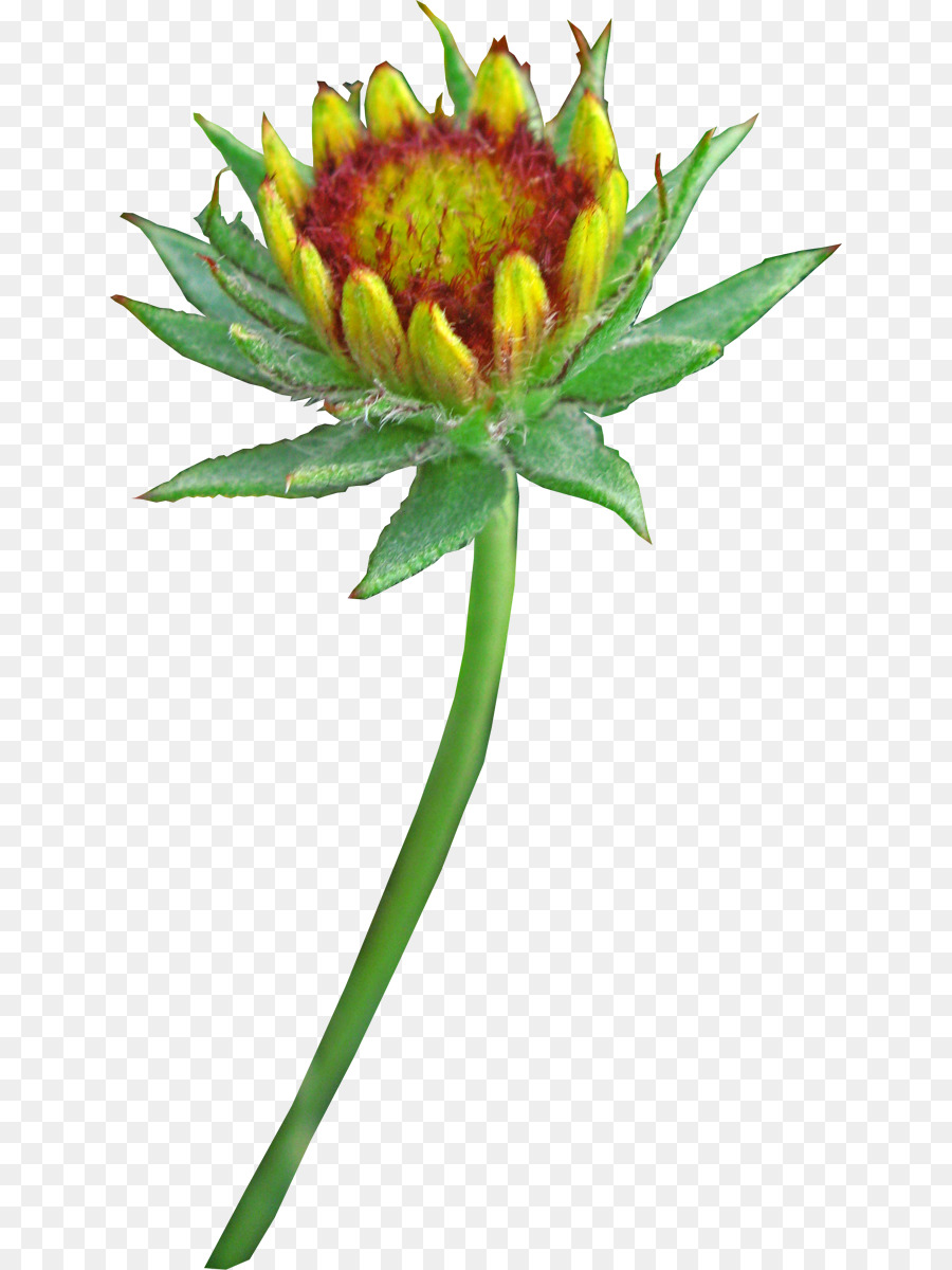 Fleur，Les Fleurs Coupées PNG