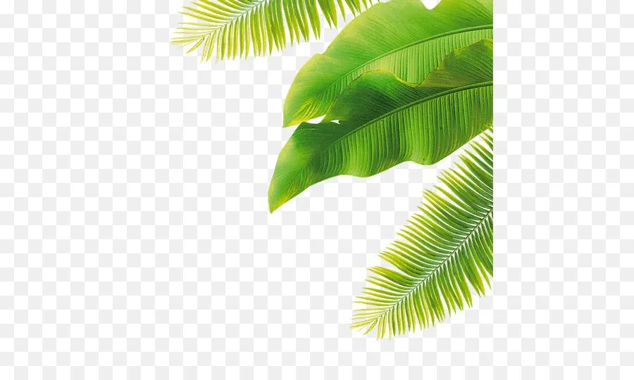 Feuilles Tropicales，Vert PNG