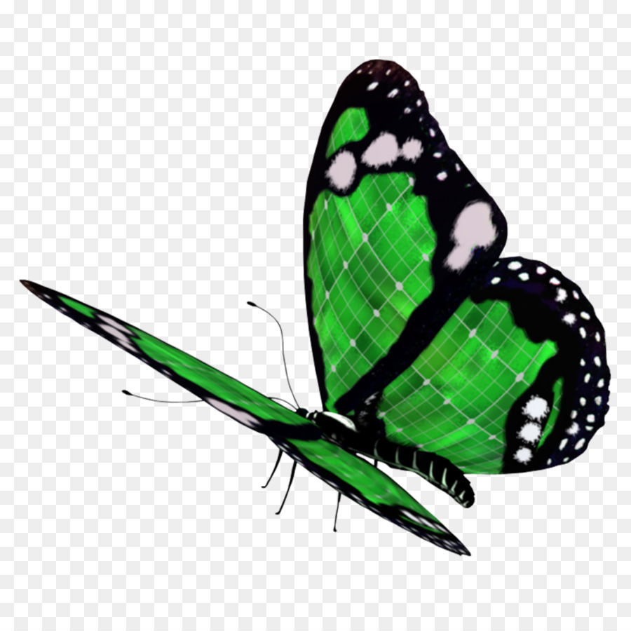 Papillon Vert，Insecte PNG