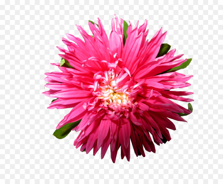 Fleur，Floraison PNG