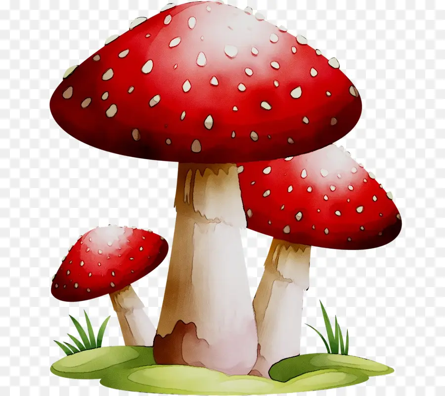 Champignon，Champignon Vénéneux PNG