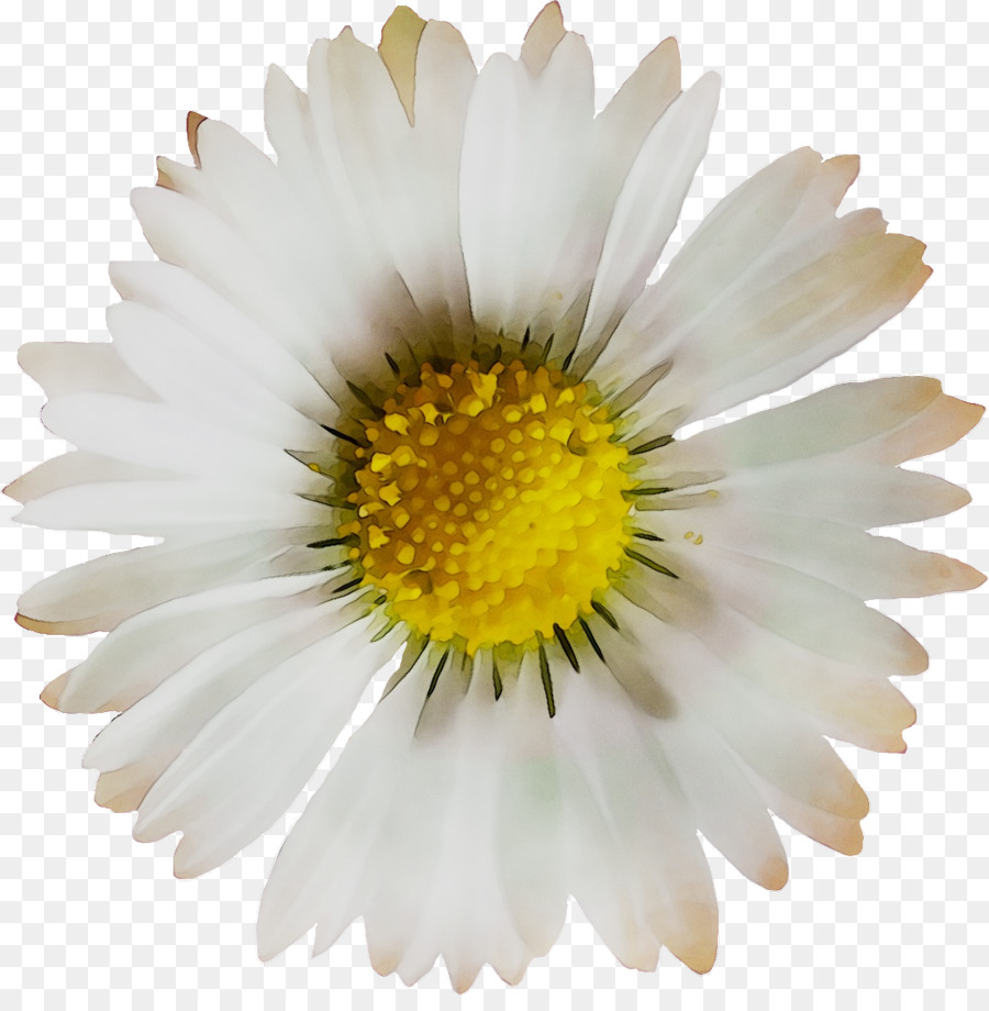 Fleur，Marguerite PNG