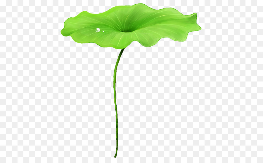 Grenouille Sur Feuille，Amphibie PNG