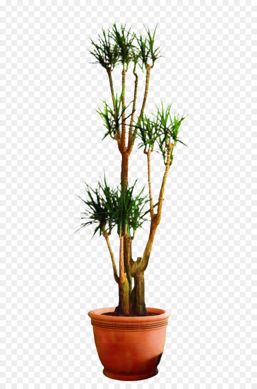 Grande Plante Verte，Mis En Pot PNG