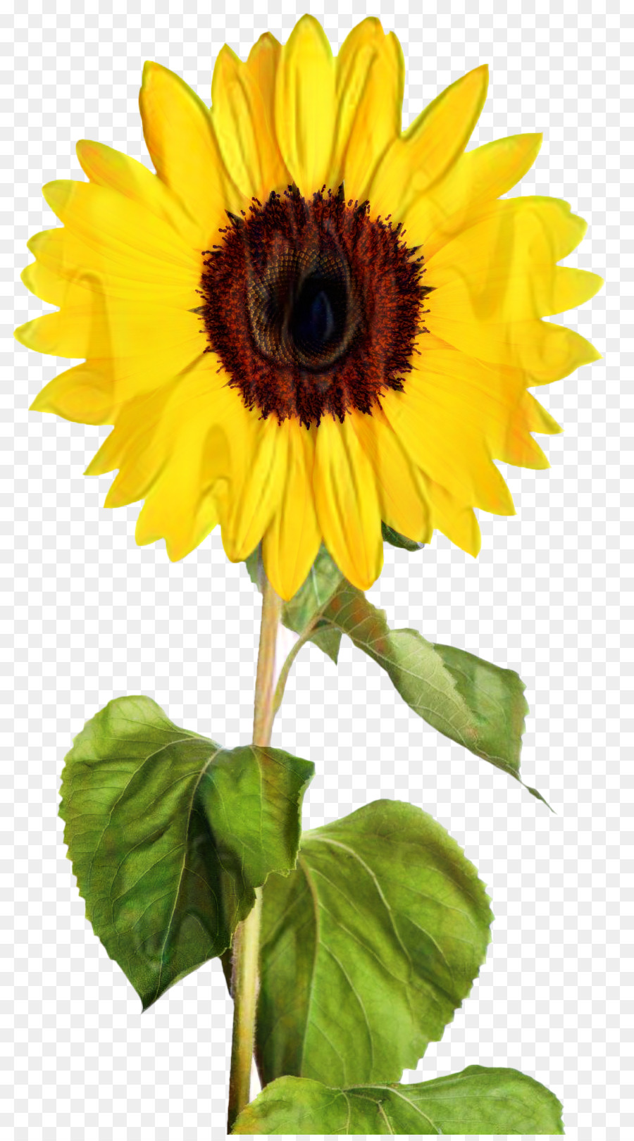 Tournesol Jaune，Feuilles Vertes PNG