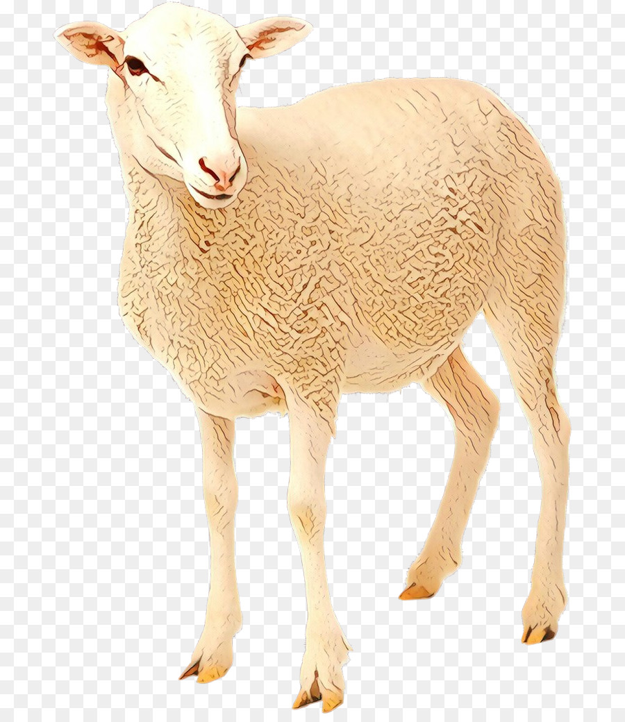 Mouton，Bétail PNG