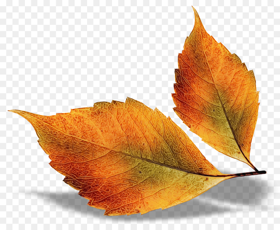 Feuille，Automne PNG