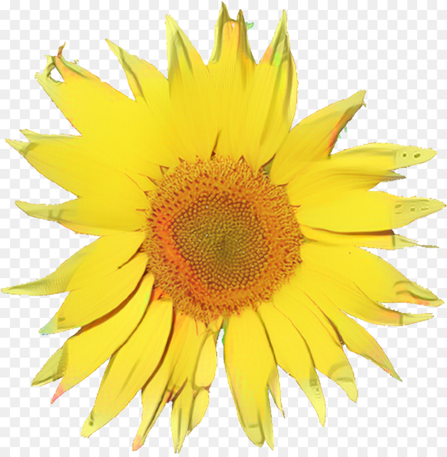 Tournesol，Fleur PNG