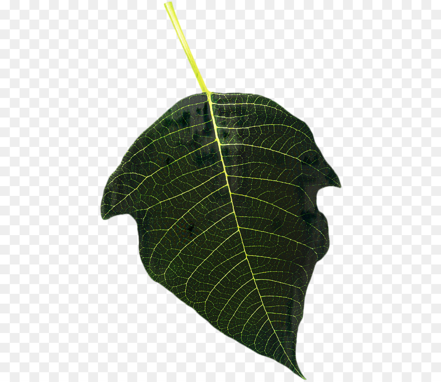 Feuille，Vert PNG