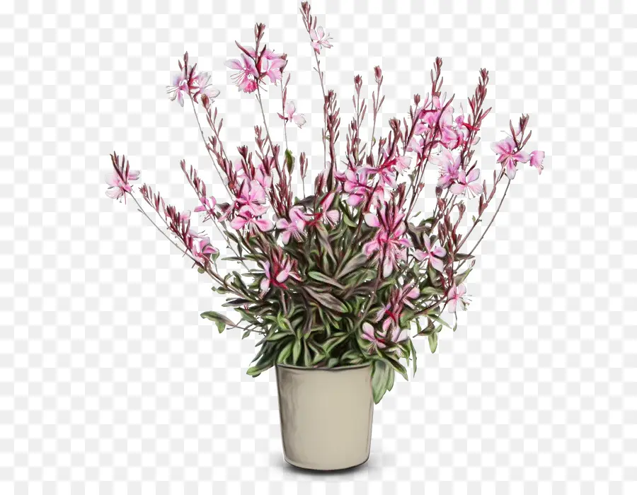 Plante En Pot，Fleurs PNG