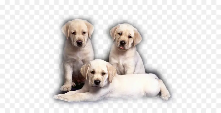 Chiots，Animaux De Compagnie PNG