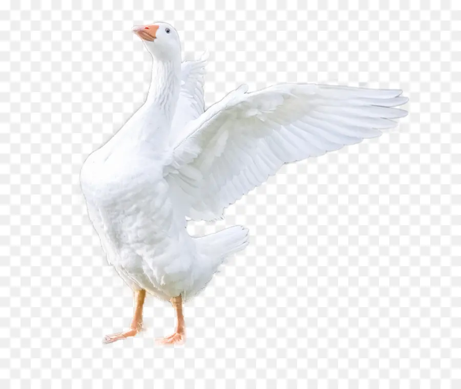 Oie，Oiseau PNG