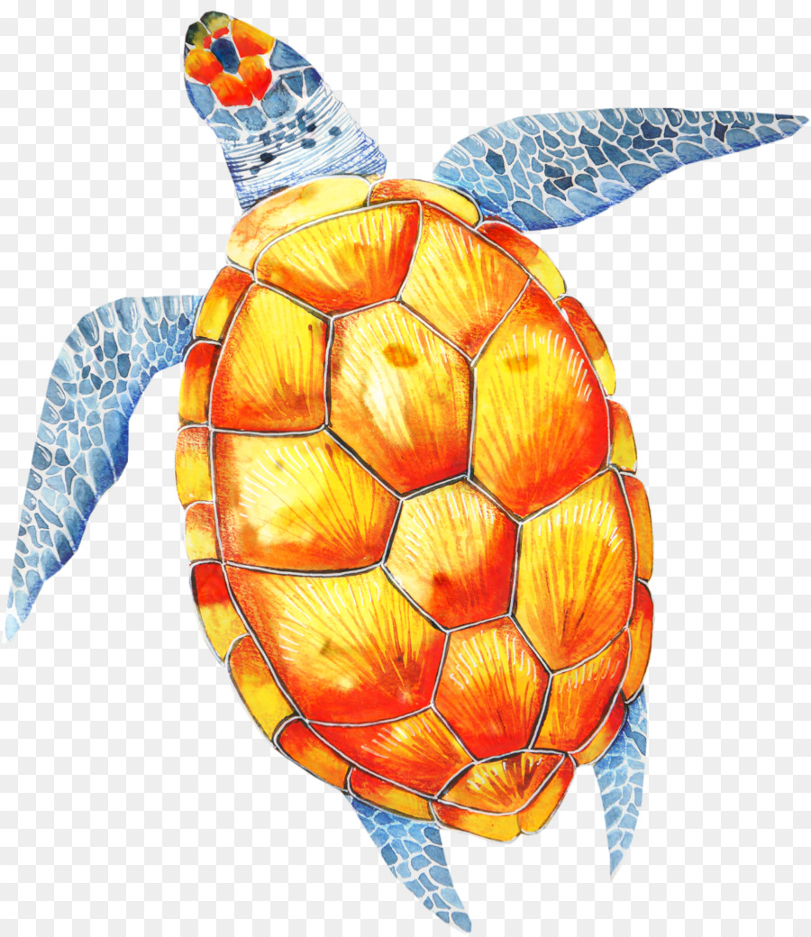 Tortue，Coquille PNG