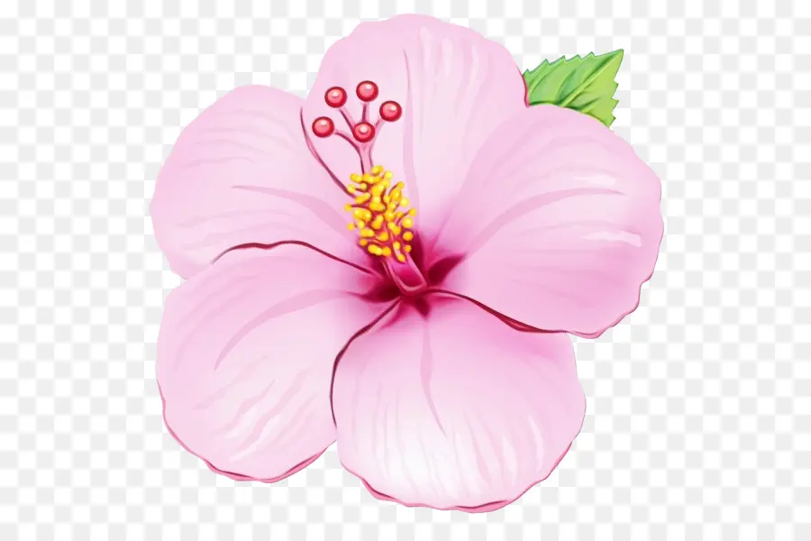 Fleur Rose，Hibiscus PNG