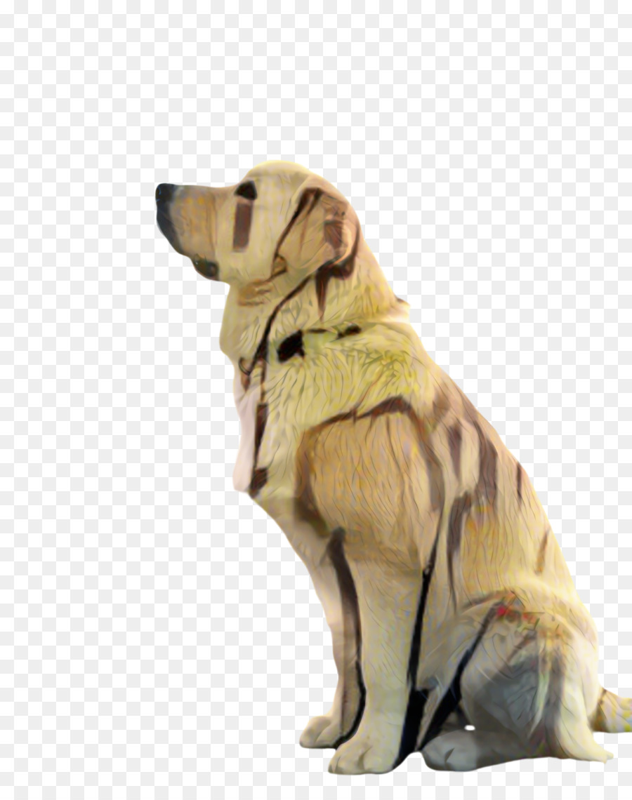 Golden Retriever，Le Labrador Retriever PNG