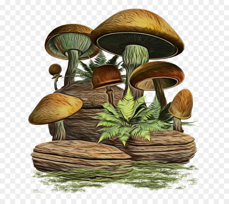 Champignons，Plantes PNG