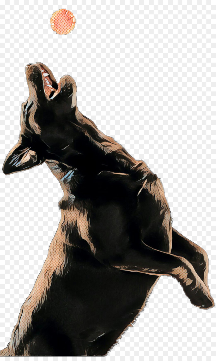 Chien，Race De Chien PNG