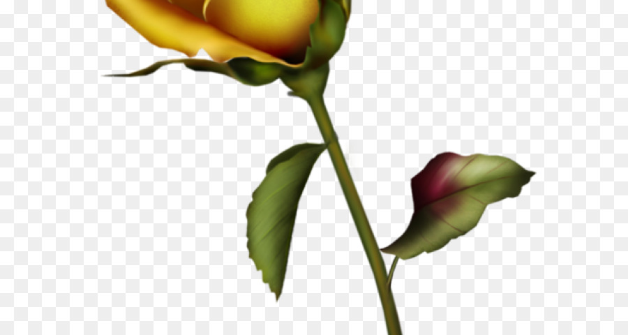 Rose Rouge，Floraison PNG