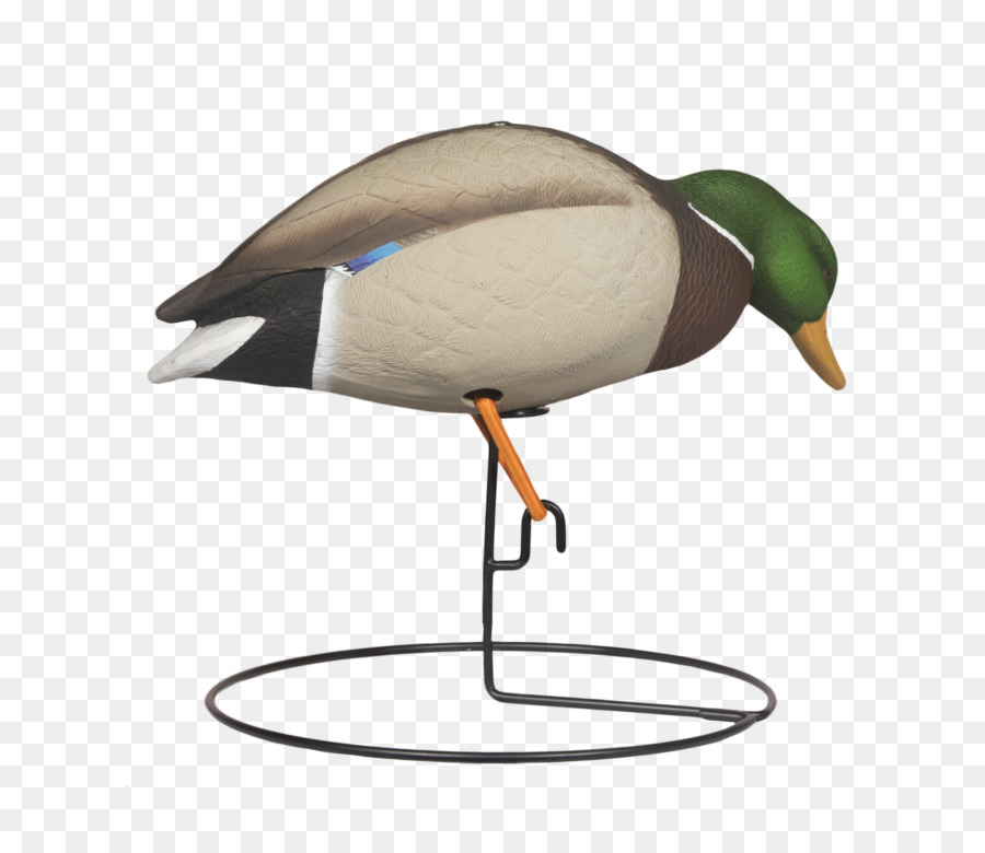 Mallard，Oie PNG