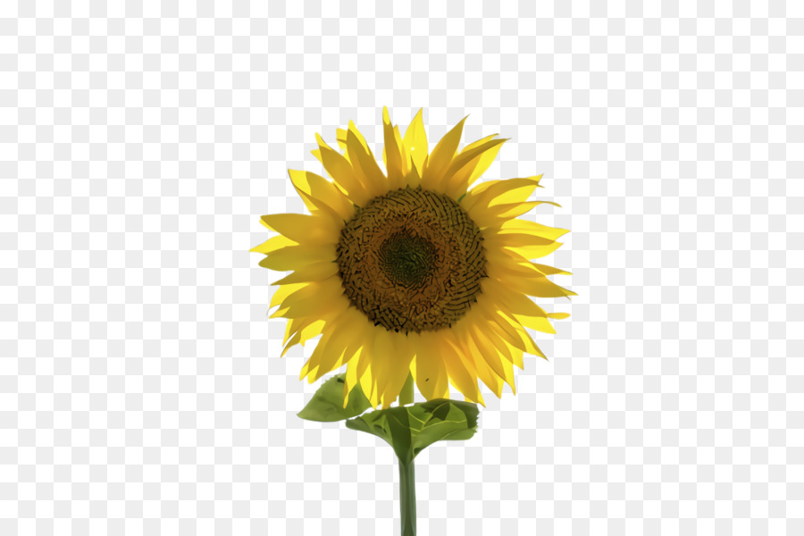 Tournesol，Usine PNG