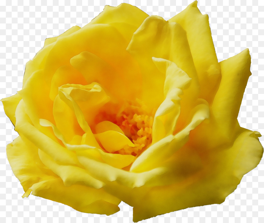 Fleur Séchée，Blanc PNG