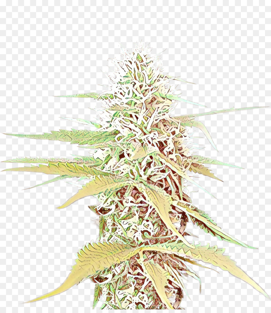 Plante De Cannabis，Feuilles PNG