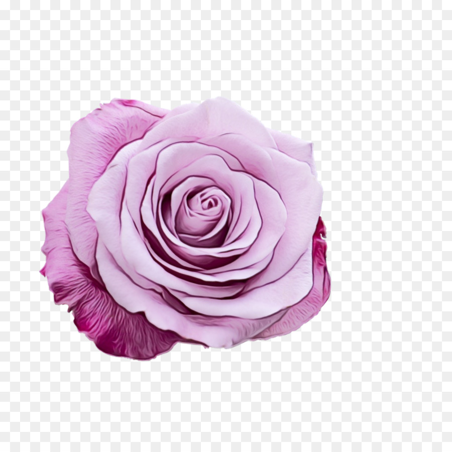 Rose Pourpre，Fleurir PNG