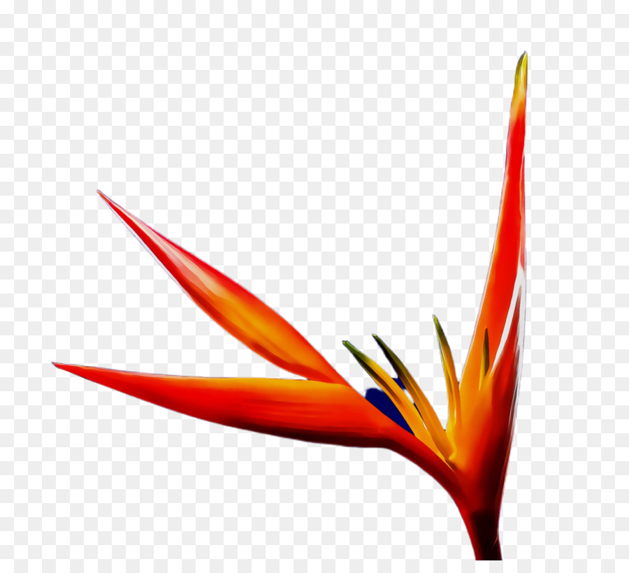 Fleur，Fleurir PNG