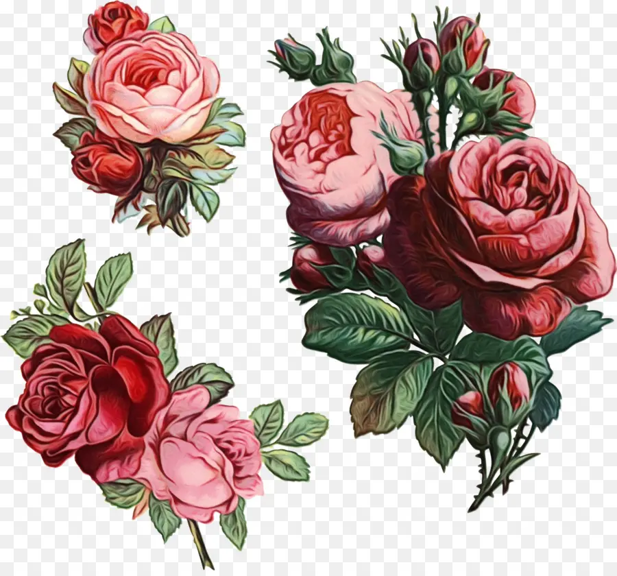 Roses Colorées，Fleurs PNG