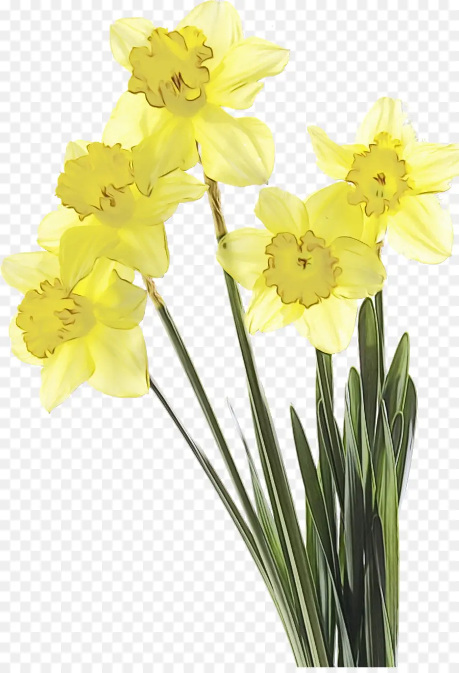 Jonquilles Jaunes，Printemps PNG