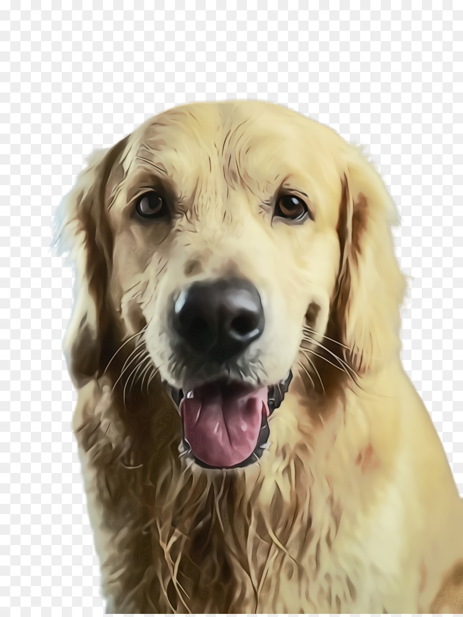 Chien，Animal De Compagnie PNG