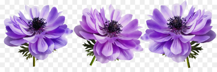 Fleurs，Violet PNG