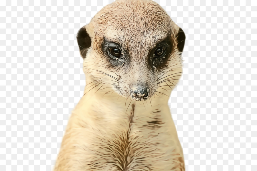 Suricates，Mangouste PNG