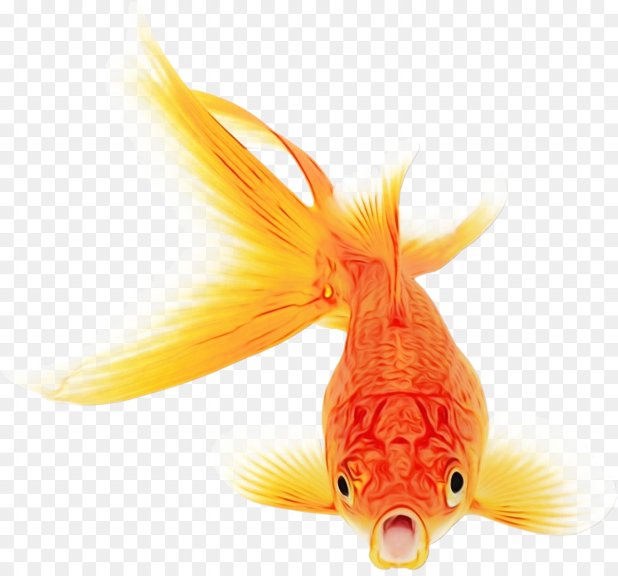 Poissons Tropicaux，Aquatique PNG