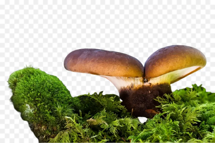 Champignons，Forêt PNG