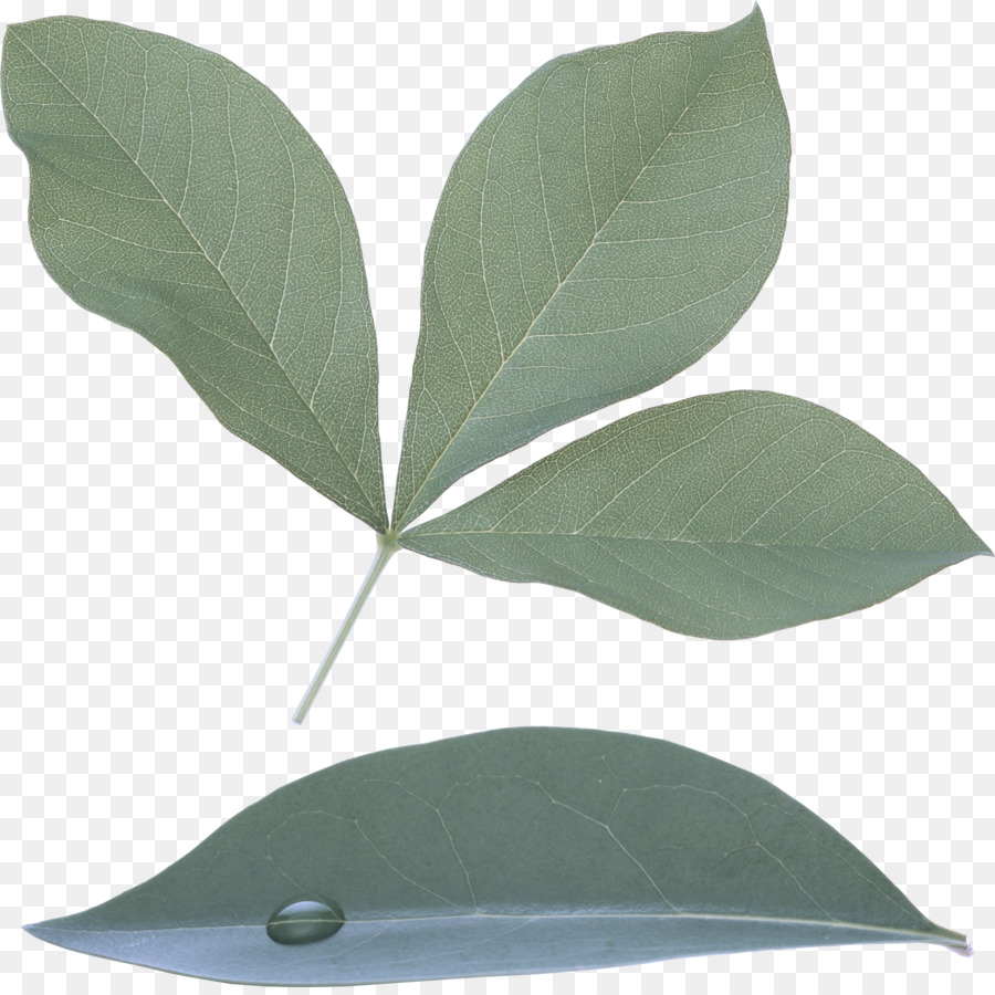 Feuille，Plante PNG