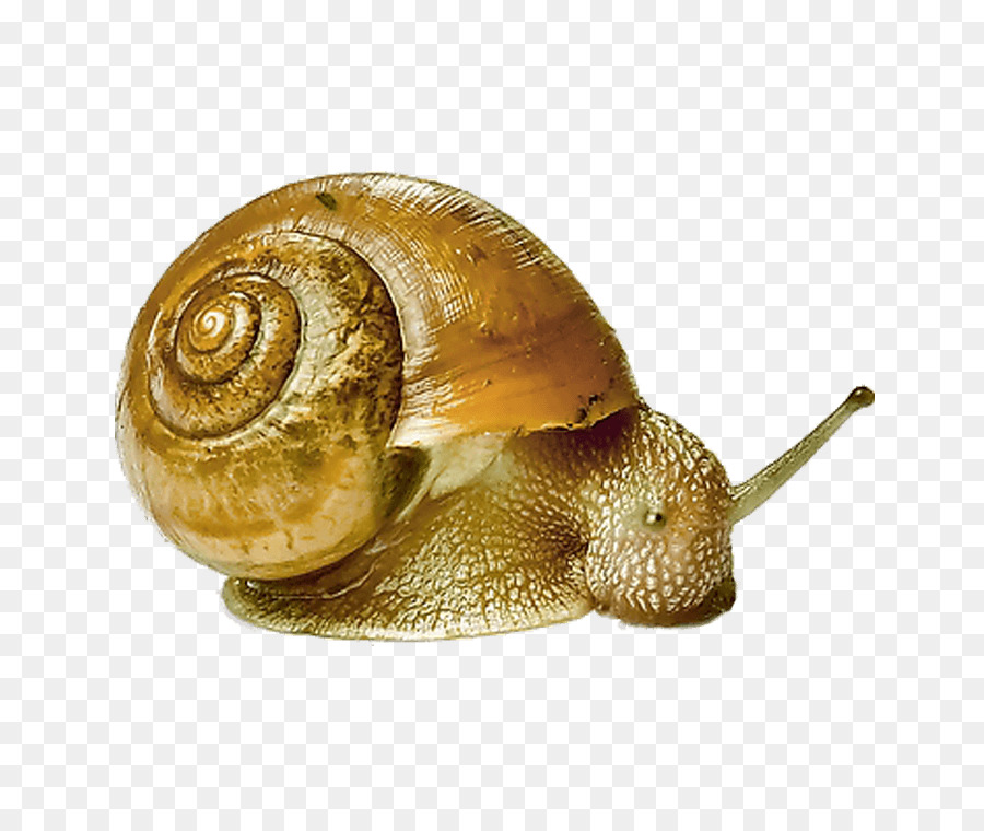 Escargot Brun，Coquille PNG